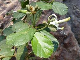 Image result for Grewia sulcata