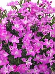 We did not find results for: Dianthus Kahori Pink Bluestone Perennials