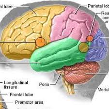Sistem urogenital vertebrata pada umumnya sama, tetapi karena tempat hidup, perkembangan anatomi, dan cara hidup yang berbeda. Stikes Guna Bangsa Yogyakarta Anatomi Dan Fisiologi Ii Trr 5 2 Radiologi