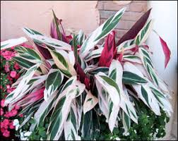 Image result for stromanthe