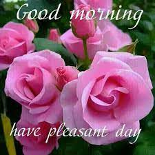 Flowers are one of the most beautiful things given by god. Good Morning Time Pass Baba Good Morning Happy Saturday Good Morning Saturday Good Morning Happy