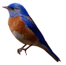 Discover 192 free flappy bird png images with transparent backgrounds. Avian Western Blue Bird Png Transparent Background Free Download 3508 Freeiconspng