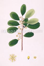 Image result for Manilkara