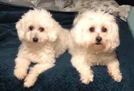 My mom went drastically downhill so quickly. She was talking a little, able  to walk a little with walker & belt, eating etc... this lasted 3 days. Then  4th day she cannot