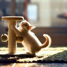 Reasons Why Cats Scratch The Carpet And How To Stop It