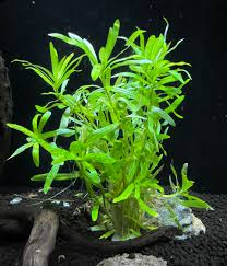 Image result for Heteranthera