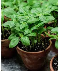 Maybe you would like to learn more about one of these? 8 Plantes Qui Chassent Les Insectes Et Les Moustiques Naturellement