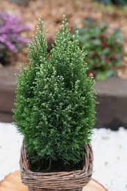 Hecke Scheinzypresse Snow White Hohe 15 20 Cm 15 Pflanzen Online Kaufen In 2020 Pflanzen Pflanzen Online Kaufen Mehrjahrige Pflanzen