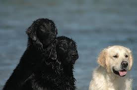 The skull is broad and the muzzle is straight some of the golden's talents are hunting, tracking, retrieving, narcotics detection, agility. Golden Retriever Flatcoated Retriever Schwarz Weiss Meer Wasser Nasser Hund Hunde Ostsee Pikist