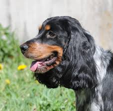 Image result for anglický barvář