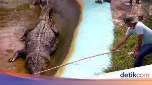 Download mp3 ranca buaya darso gratis, ada 20 daftar lagu ranca buaya darso yang bisa anda download. Buaya Siluman Di Bangka Belitung Memang Jumbo Tapi Masih Kalah Dengan Lolong