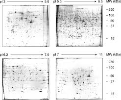 Диоксан 1,4 диэтиленовый эфир, диэтилендиоксид; Analysis Of 2 3 7 8 Tetrachlorodibenzo P Dioxin Induced Proteome Changes In 5l Rat Hepatoma Cells Reveals Novel Targets Of Dioxin Action Including The Mitochondrial Apoptosis Regulator Vdac2 Molecular Cellular Proteomics