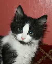 Sparky Is One Of The 7 Hot Kittens At Happy Cats She S A Fluffly Little Tuxedo Kitten With A Perfect Mask And Cute Black Chin She Will Pr Cosas Bonitas Bonito