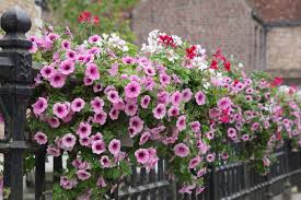 Pin On Flowers For The Garden