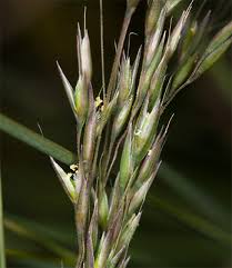 Image result for Agrostis lachnantha