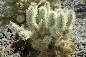 They can tolerate cold temperatures that drop as much as 5 °. Cholla Cactus Facts Gardenerdy