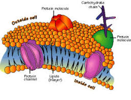 Revise prokaryotic and eukaryotic cells with bbc bitesize gcse biology. Eukaryotic Cells Definition Parts Examples And Structure