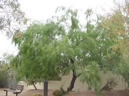 Image result for Prosopis glandulosa