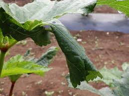 オクラ栽培 育て方 野菜の育て方 栽培方法