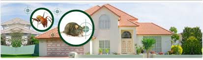Let the highly trained and experienced professionals of prompt action. Mouse In The House Deboer Pest Control Shares 4 Tips To Keep Mice Away Deboer Pest Control Onalaska Nearsay