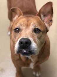 Our top picks lowest price first star rating and price top reviewed. Dog For Adoption S C Jones A Terrier Mix In North Miami Beach Fl Petfinder