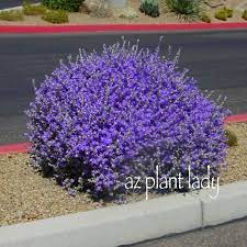 The flowers appear after rain showers in summer and attract hummingbirds. Leucophyllum Frutescens Texas Ranger Silver Or Green Folliage Lilac Blue White Flowers Sun Ls 4 8x5 8 Ve Shrubs Desert Garden Purple Flowering Bush