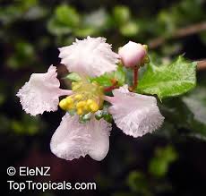 Image result for Malpighia coccigera