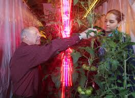Once your tomato grow lights are set up in your chosen location, it's time to plant. Leds Reduce Costs For Greenhouse Tomato Growers Study Shows