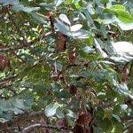 Image result for Burkea