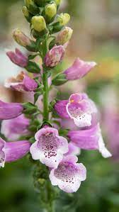 Foxglove Spring Plants Flower Spike Flower Fertilizer