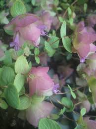 Maybe you would like to learn more about one of these? The Perennial Gardener Home Facebook