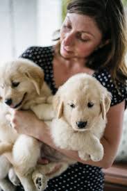 Standard goldendoodle puppies (cleveland tn) pic hide this posting restore restore this posting. Ethos Golden Retrievers