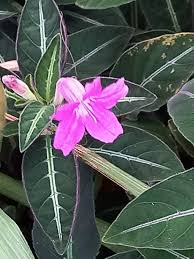 Image result for Ruellia patula