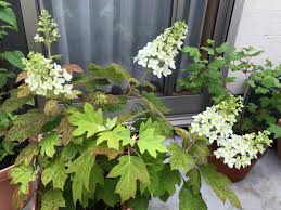 鉢植えにしてベランダで育てている柏葉アジサイなのですが 葉 園芸相談q A みんなの趣味の園芸