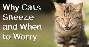 They behave and eat normally. When Your Cat Sneezes Should You Worry About It