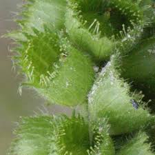 Image result for Acalypha ornata