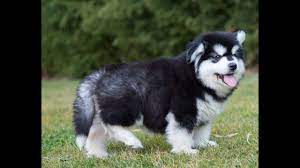 Check spelling or type a new query. Alaskan Malamute Puppy Price In Kerala Pets Lovers
