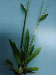 Makna dari sebuah nama juga terbilang penting bagi masyarakat cina. Kenali Jenis Rumput Pejabat Pertanian Daerah Segamat Facebook