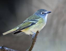 Utah Bird Profile -Blue-headed Viroe