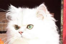 Ukpets found 0 the following results on persian for sale, for stud and rehome in the uk based on your search criteria. Persian Cats For Sale In Orlando