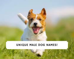 Here's a list of cute dog names for boy dogs from our easy to use puppy name generator! 187 Unique Male Dog Names 2021 We Love Doodles