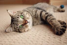 #tigerkatze instagram videos and photos. Das Sagt Die Fellfarbe Ihrer Katze Uber Ihren Charakter Aus Herz Fuer Tiere De