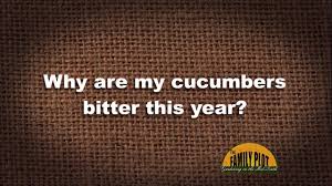 Why do my cucumbers taste bitter this year? Q A Why Are My Cucumbers Bitter This Year Youtube