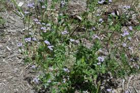 Image result for Ageratum conyzoides