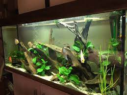 Wil je meer lezen over waterwaardes in je aquarium? Aquarium 250 Lt Amazonien Discus