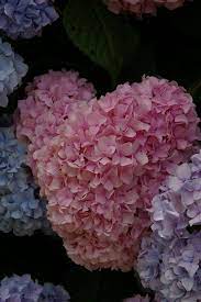 Hydrangea Beautiful Hydrangeas Love Flowers Beautiful Blooms