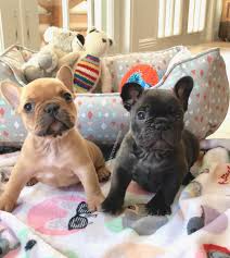 The prices are simply dependant upon various reasons including pedigree, breeder experience, coat color and some other factors. Poetic French Bulldogs Liam Lucas Brothers Www Poeticfrenchbulldogs Com French Bulldog Puppies For Sale Health Certificate From Our Vet Shots Up To Date One Year Health