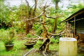 Boarding/bonsai sitting going on vacation? Bonsai Iskomunidad