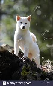 The shiba inu is moderately compact, being slightly longer than it is tall. Shiba Inu Welpe Stehend In Einem Park Weiss Stockfotografie Alamy