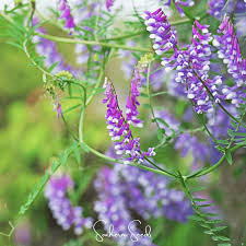 Image result for Vicia